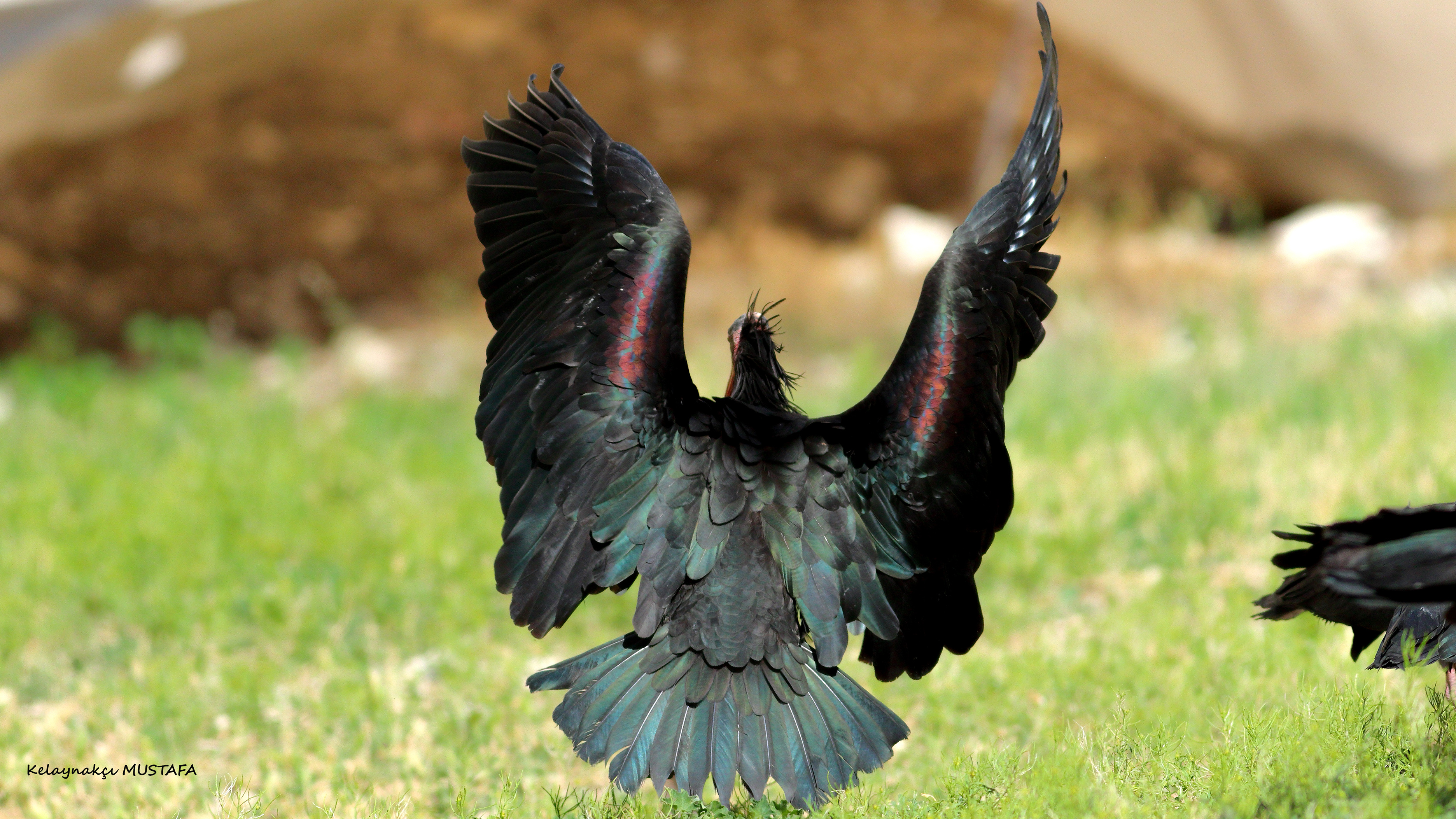 Northern Bald Ibis